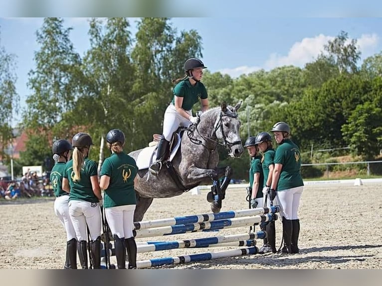 Connemara Stute 7 Jahre 148 cm Apfelschimmel in Mittenaar