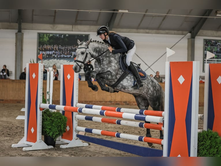 Connemara Stute 7 Jahre 148 cm Apfelschimmel in Löningen