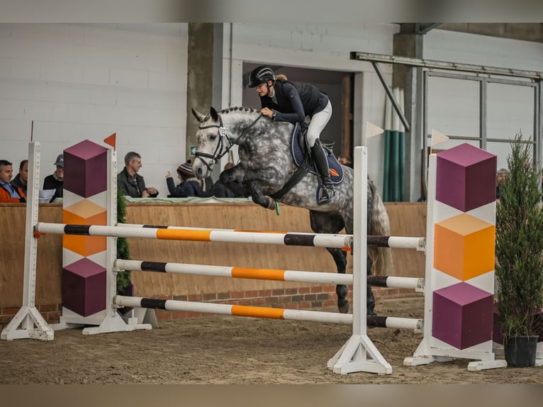 Connemara Stute 7 Jahre 148 cm Apfelschimmel in Löningen