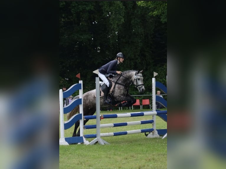 Connemara Stute 7 Jahre 148 cm Apfelschimmel in Löningen