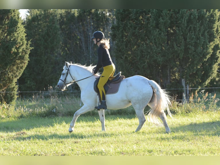 Connemara Stute 7 Jahre 148 cm Schimmel in Poanse