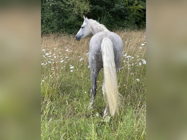 Connemara Stute 7 Jahre 152 cm Schimmel in Lorscheid