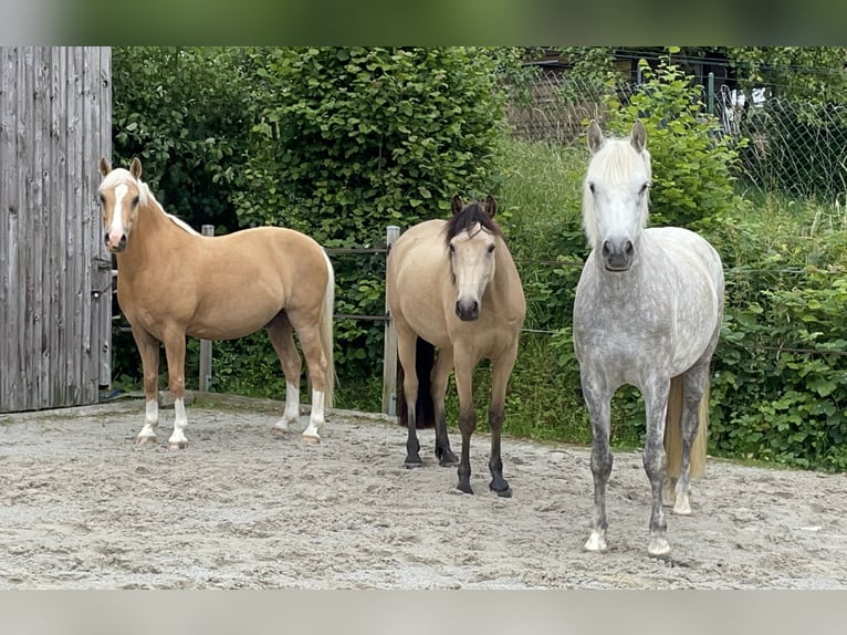 Connemara Stute 7 Jahre 152 cm Schimmel in Lorscheid