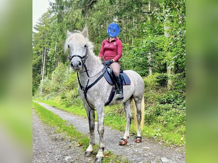 Connemara Stute 7 Jahre 152 cm Schimmel in Lorscheid
