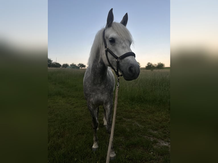 Connemara Stute 7 Jahre 152 cm Schimmel in Lorscheid