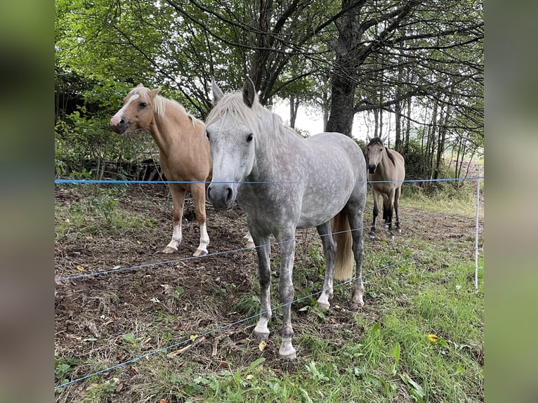 Connemara Stute 7 Jahre 152 cm Schimmel in Lorscheid
