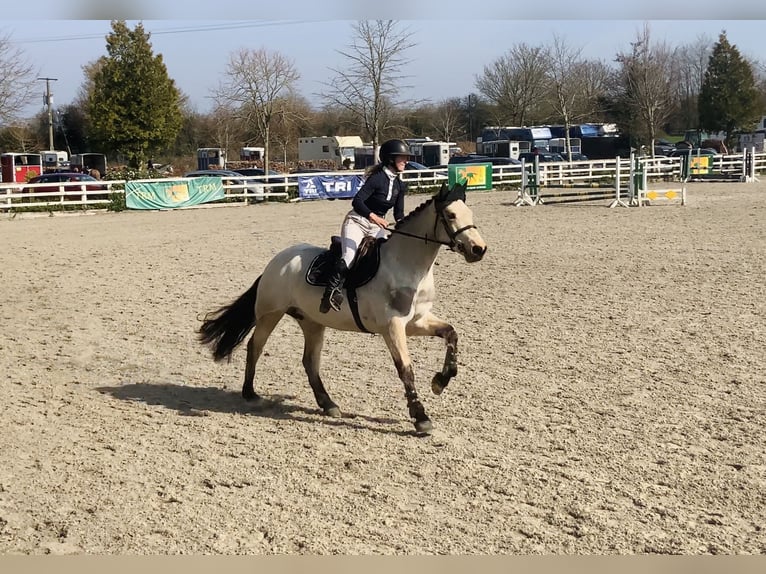 Connemara Stute 7 Jahre 154 cm Falbe in Mountrath, Co. Laois