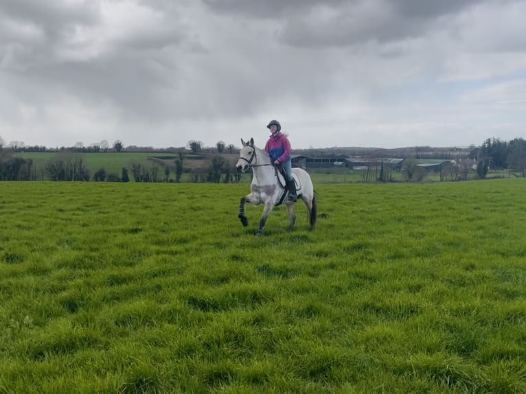 Connemara Stute 7 Jahre 154 cm Falbe in Mountrath, Co. Laois