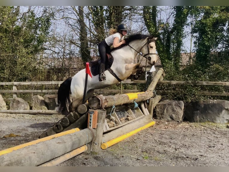 Connemara Stute 7 Jahre 154 cm Falbe in Mountrath, Co. Laois