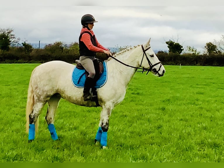 Connemara Stute 7 Jahre 155 cm Schimmel in Mountrath