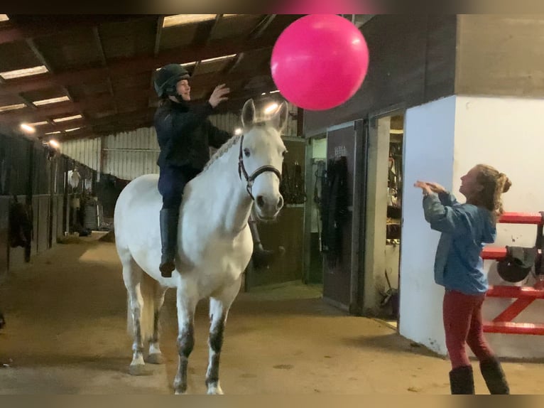 Connemara Stute 7 Jahre 155 cm Schimmel in Mountrath