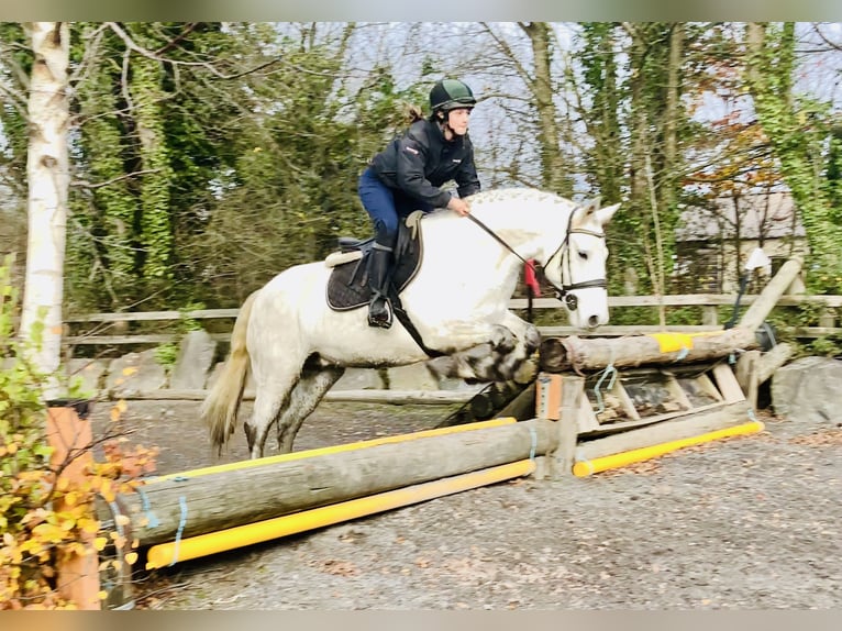 Connemara Stute 7 Jahre 155 cm Schimmel in Mountrath