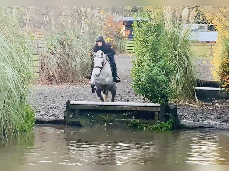 Connemara Stute 7 Jahre 155 cm Schimmel in Mountrath