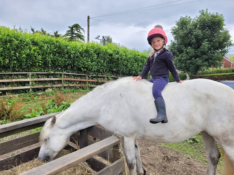 Connemara Stute 7 Jahre 163 cm White in Belfast