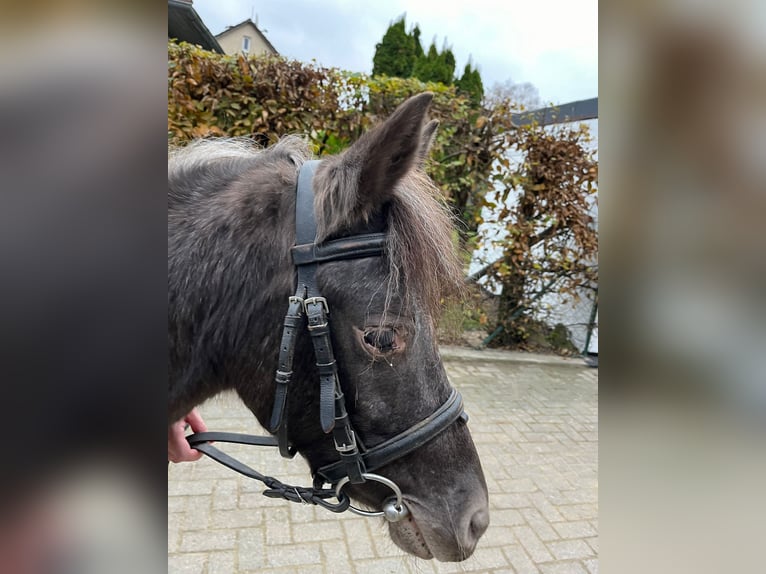 Connemara Stute 8 Jahre 122 cm Rappschimmel in EinbeckEinbeck