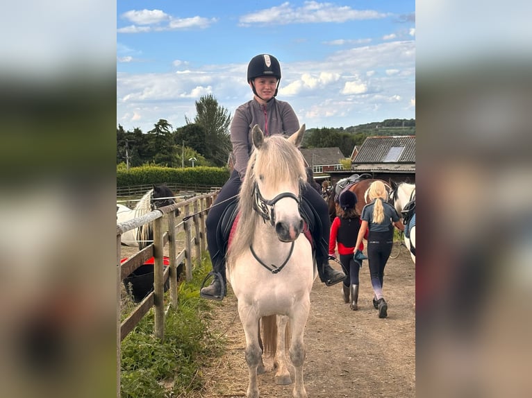 Connemara Stute 8 Jahre 142 cm Schimmel in Belfast