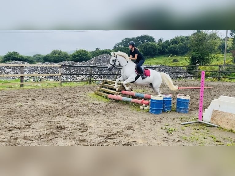 Connemara Stute 8 Jahre 145 cm White in Sligo