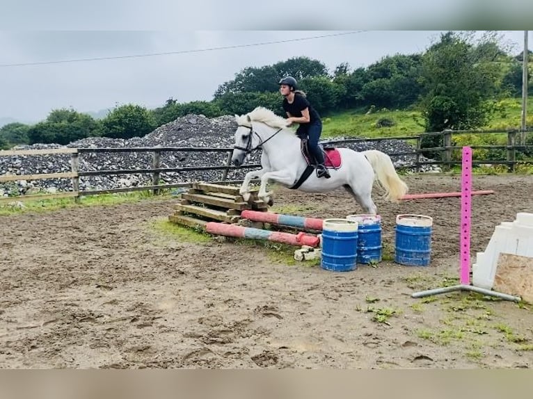 Connemara Stute 8 Jahre 145 cm White in Sligo