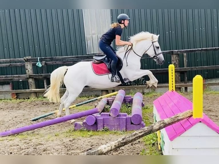Connemara Stute 8 Jahre 145 cm White in Sligo