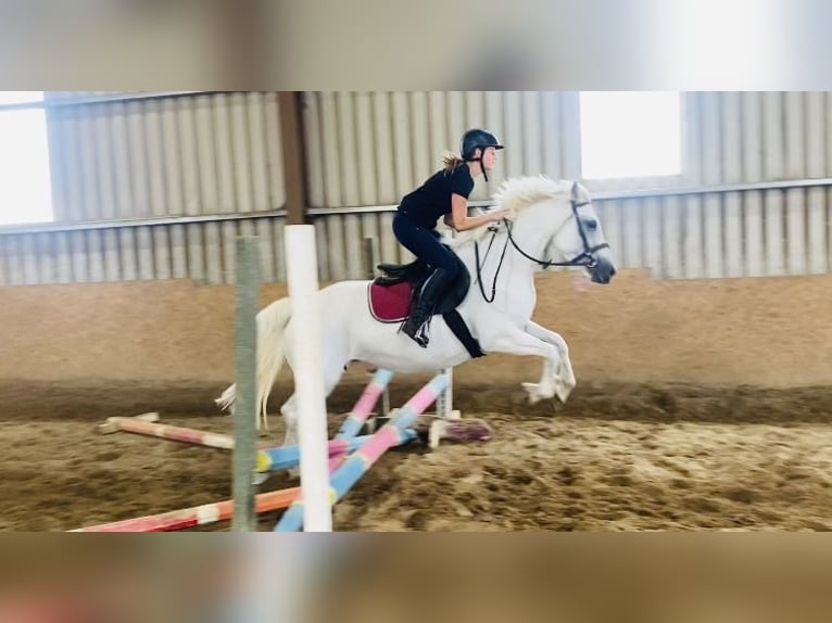 Connemara Stute 8 Jahre 145 cm White in Sligo