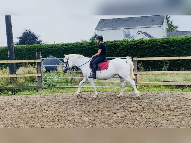 Connemara Stute 8 Jahre 145 cm White in Sligo
