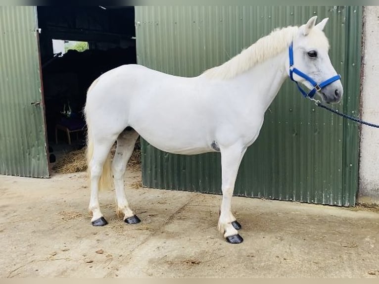 Connemara Stute 8 Jahre 145 cm White in Sligo