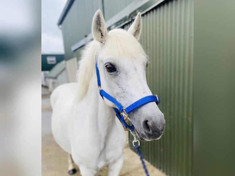 Connemara Stute 8 Jahre 145 cm White in Sligo