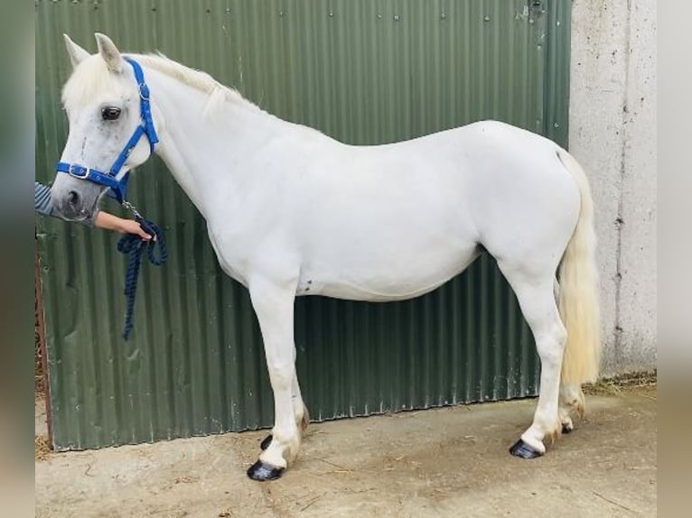 Connemara Stute 8 Jahre 145 cm White in Sligo