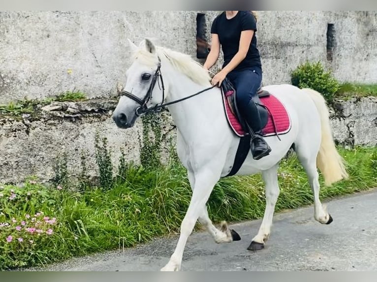 Connemara Stute 8 Jahre 145 cm White in Sligo
