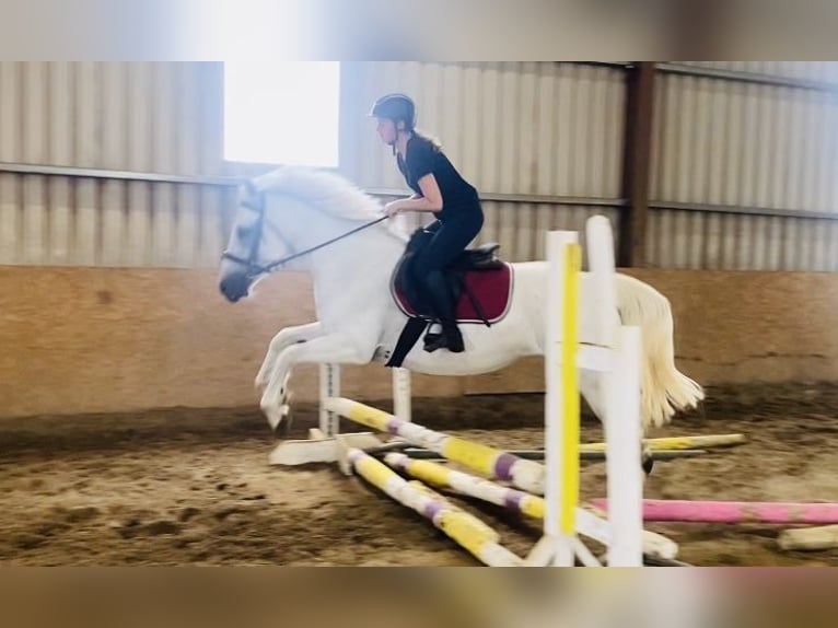 Connemara Stute 8 Jahre 145 cm White in Sligo
