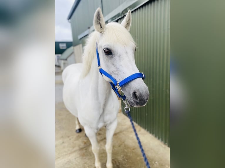 Connemara Stute 8 Jahre 145 cm White in Sligo