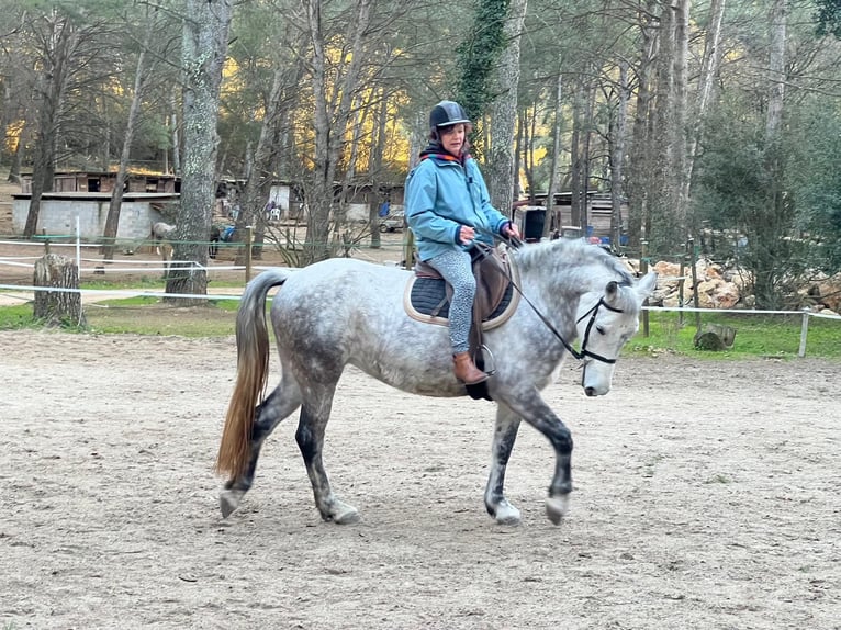 Connemara Stute 8 Jahre 147 cm Schimmel in Cuges-les-Pins