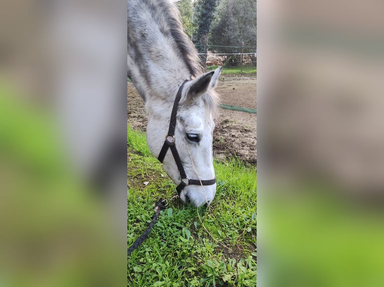 Connemara Stute 8 Jahre 147 cm Schimmel in Cuges-les-Pins