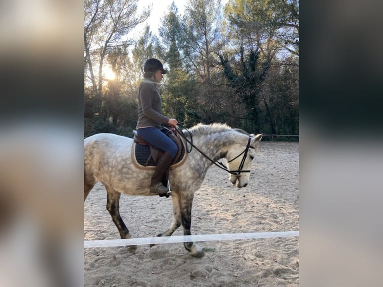 Connemara Stute 8 Jahre 147 cm Schimmel in Cuges-les-Pins