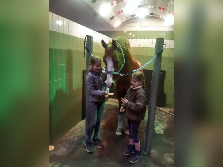 Connemara Stute 8 Jahre 147 cm Schimmel in Neustadt am Rübenberge