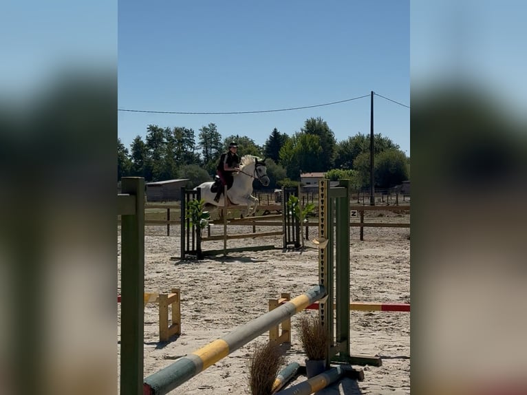 Connemara Stute 8 Jahre 147 cm White in Saint-Pardoux-du-Breuil