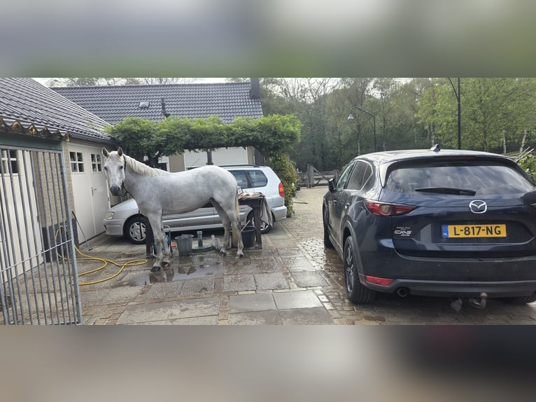 Connemara Stute 8 Jahre 149 cm Schimmel in Liessel
