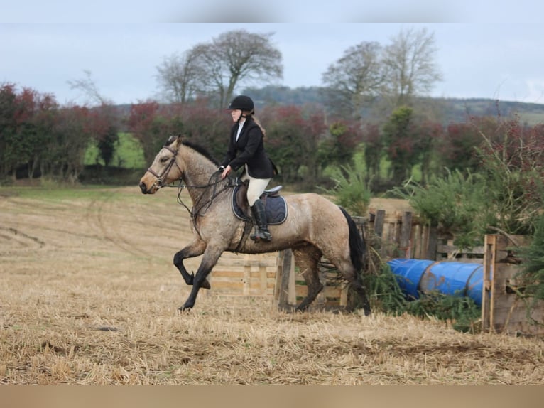 Connemara Mix Stute 8 Jahre 153 cm Falbe in Dublin