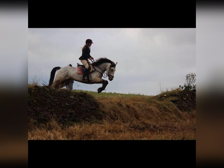 Connemara Mix Stute 8 Jahre 153 cm Falbe in Dublin