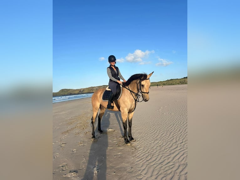 Connemara Mix Stute 8 Jahre 153 cm Falbe in Dublin