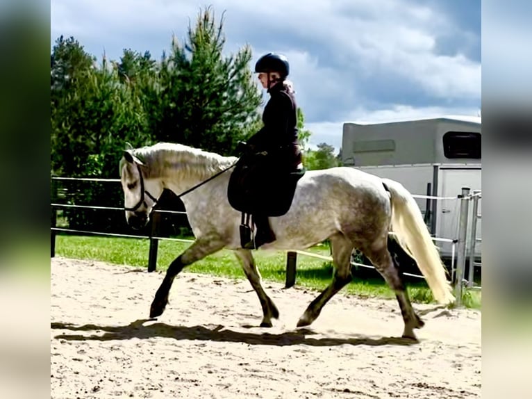 Connemara Stute 8 Jahre 154 cm Blauschimmel in Rheinsberg Flecken Zechlin