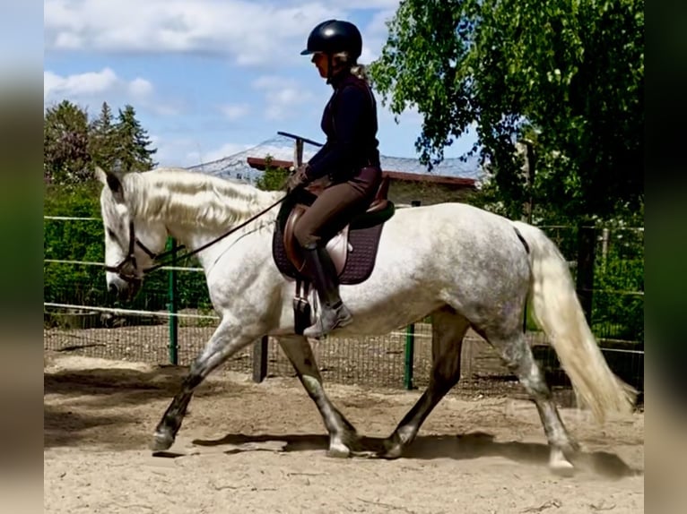 Connemara Stute 8 Jahre 154 cm Blauschimmel in Rheinsberg Flecken Zechlin