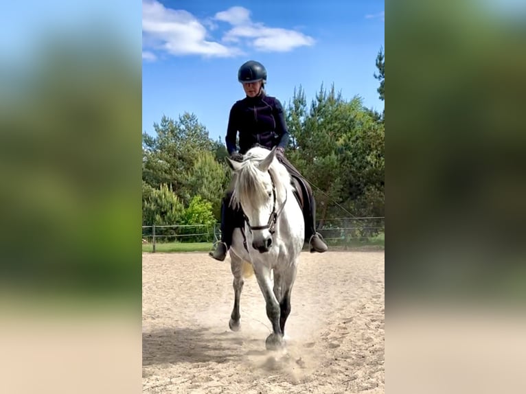 Connemara Stute 8 Jahre 154 cm Blauschimmel in Rheinsberg Flecken Zechlin