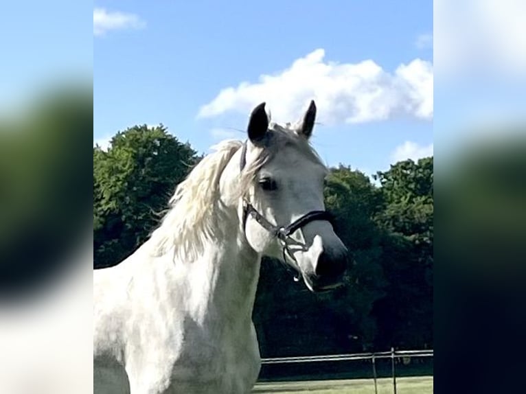 Connemara Stute 8 Jahre 154 cm Blauschimmel in Rheinsberg Flecken Zechlin