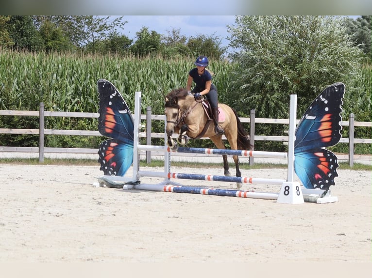 Connemara Stute 8 Jahre 154 cm Falbe in Pepingen