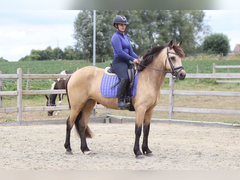 Connemara Stute 8 Jahre 154 cm Falbe in Pepingen