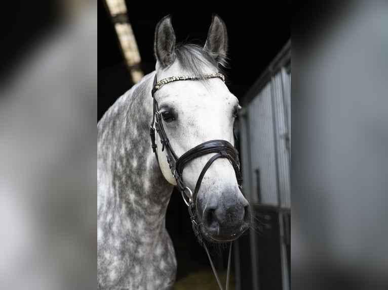 Connemara Stute 8 Jahre 155 cm Schimmel in Geilenkirchen