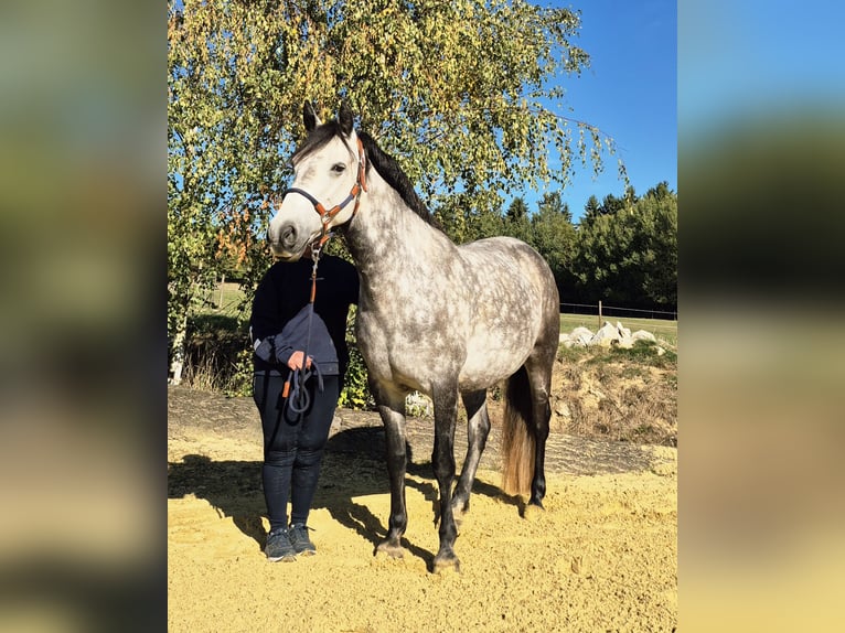 Connemara Stute 8 Jahre 155 cm Schimmel in Heinzenbach