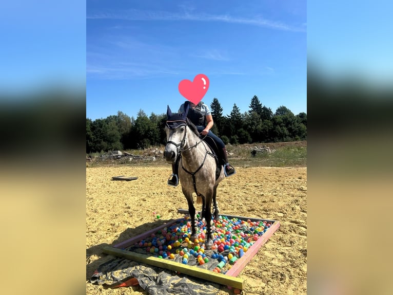 Connemara Stute 8 Jahre 155 cm Schimmel in Heinzenbach