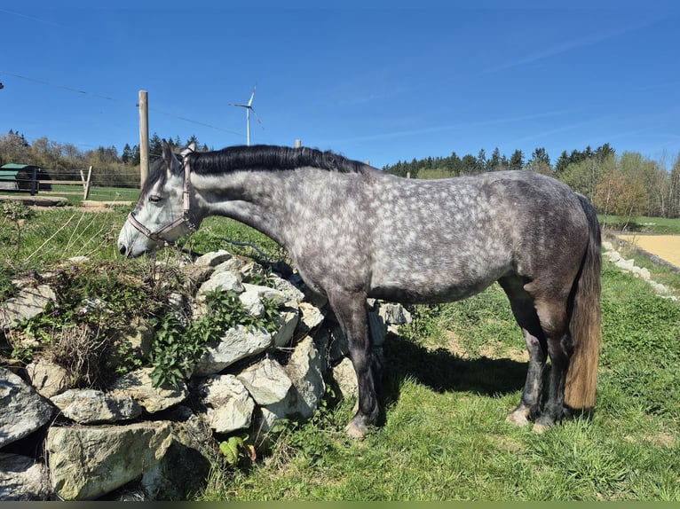 Connemara Stute 8 Jahre 155 cm Schimmel in Heinzenbach